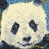 Panda-thumbnail